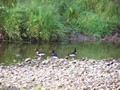 Some interesting birds along the stream