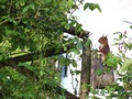 Back at the Mill - a red squirrel